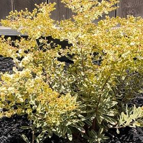 Photo of the plant species Albanian Spurge by @LucidBasil56 named Xena on Greg, the plant care app