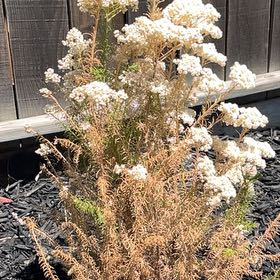 Photo of the plant species Riceflower by @LucidBasil56 named Lavender on Greg, the plant care app