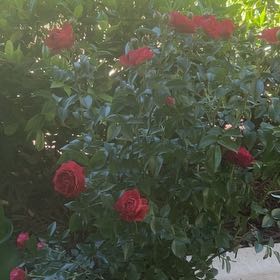 Photo of the plant species Camellia by @ZingBiancini4 named Homer on Greg, the plant care app