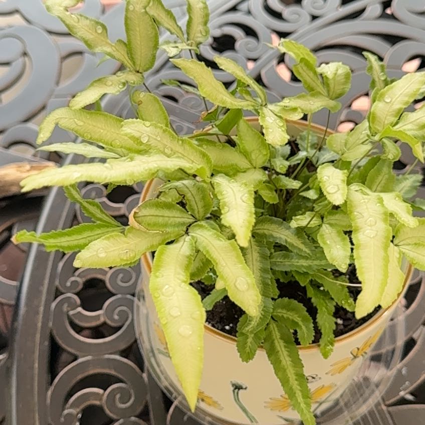 Photo of the plant species Silver Ribbon Fern by @IconGrevillea named Navajo on Greg, the plant care app