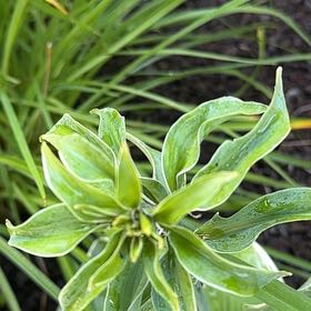 Photo of the plant species Flame Lily by @DynamiteLukiwan named Sproutacus on Greg, the plant care app