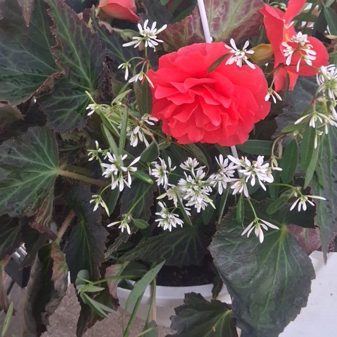 Photo of the plant species Smooth Begonia by @DearCorrea8 named растение on Greg, the plant care app