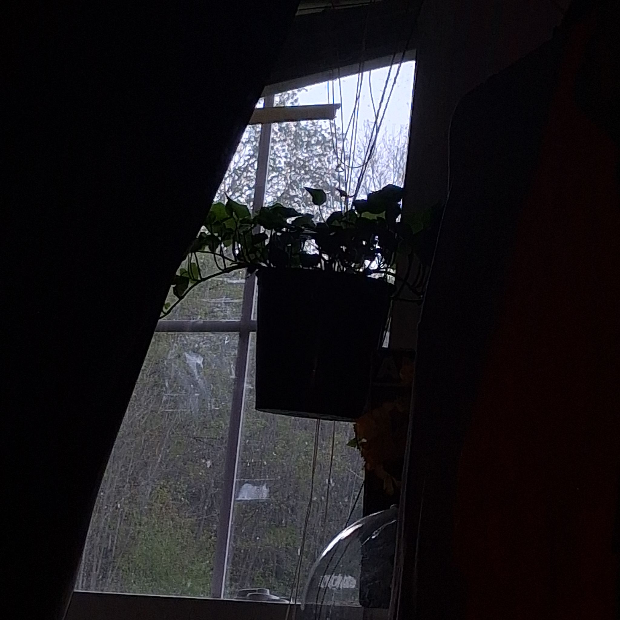 Photo of the plant species Baltic Ivy by @DearCorrea8 named Carlos on Greg, the plant care app