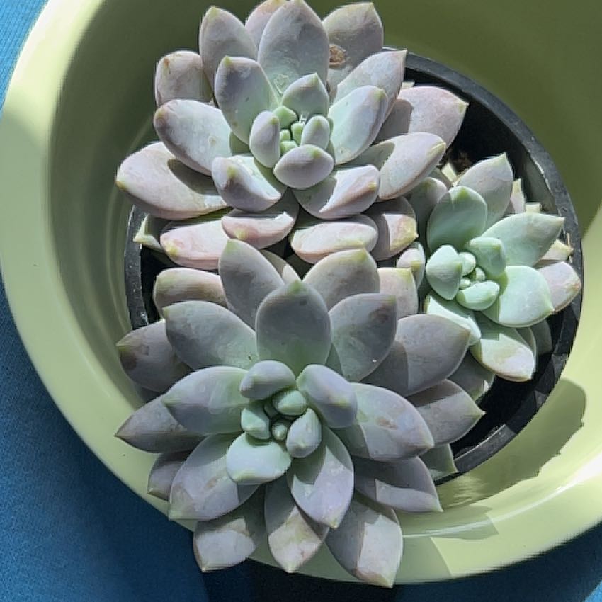 Photo of the plant species Sedeveria 'Lilac Mist' by @DinkumPeanut72 named Emerson on Greg, the plant care app