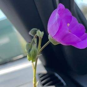 Photo of the plant species Rock Purslane by @WillPomelo7 named Zion on Greg, the plant care app