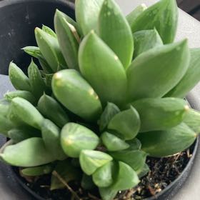 Photo of the plant species Star Window Plant by @LovingAgave12 named Aristotle on Greg, the plant care app