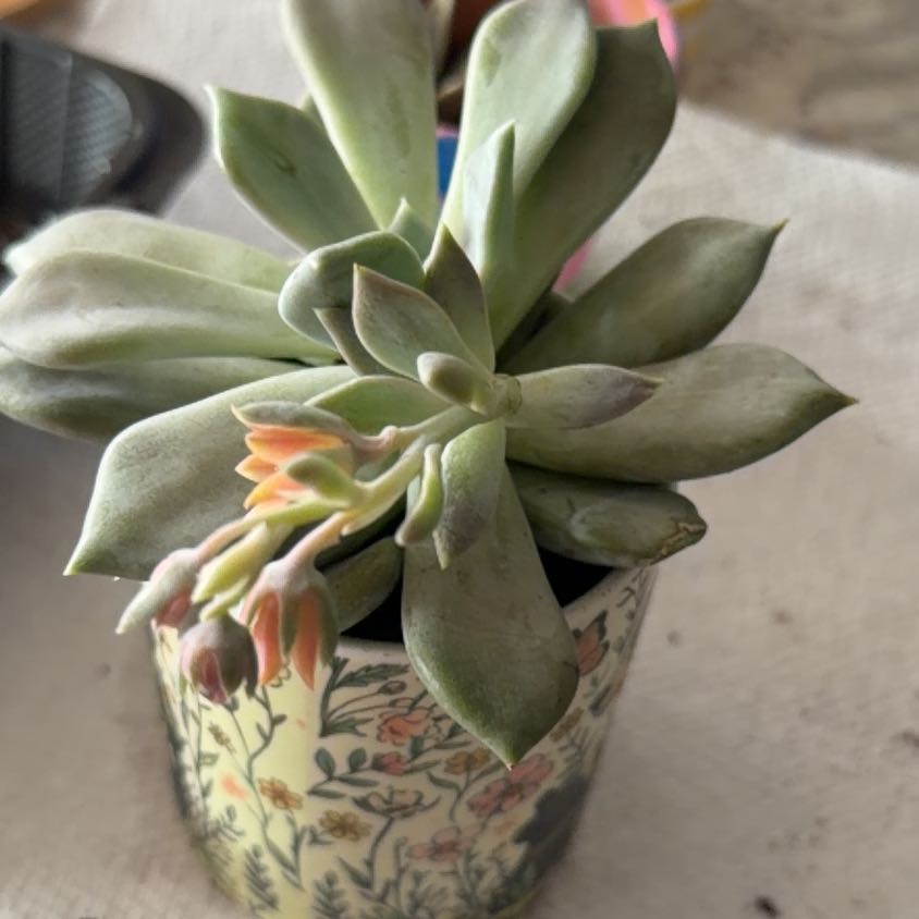 Photo of the plant species Pachyphytum 'Margrit' by @MentorMachofern named Shakira on Greg, the plant care app