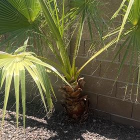 Photo of the plant species Mexican Fan Palm by @SwiftMelon32 named Curie on Greg, the plant care app