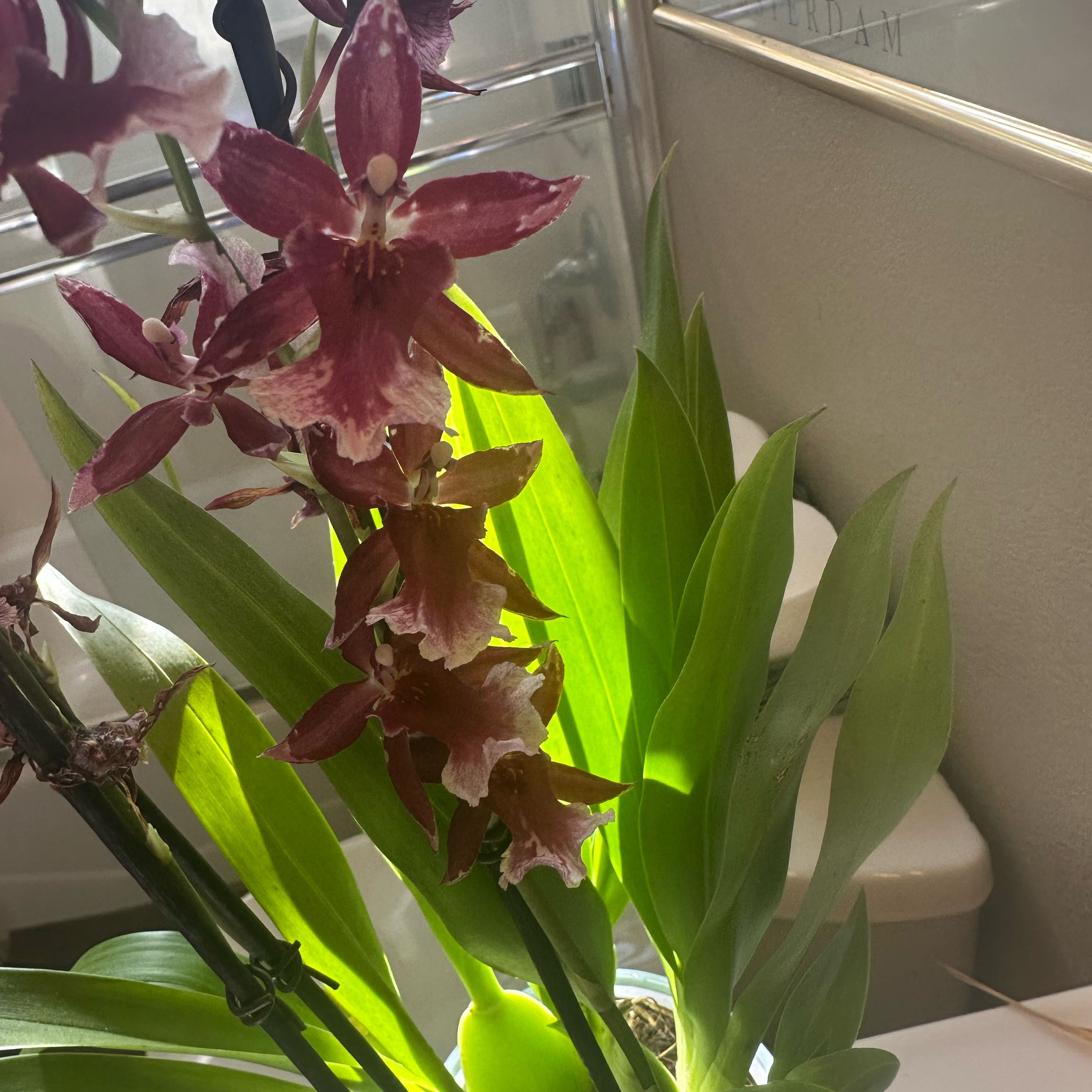 Photo of the plant species Cambria Orchid by @BreezyPalmier95 named Marley on Greg, the plant care app