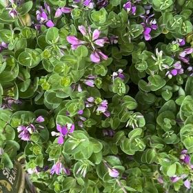 Photo of the plant species Sweet Pea Bush by @BreezyPalmier95 named Messi on Greg, the plant care app