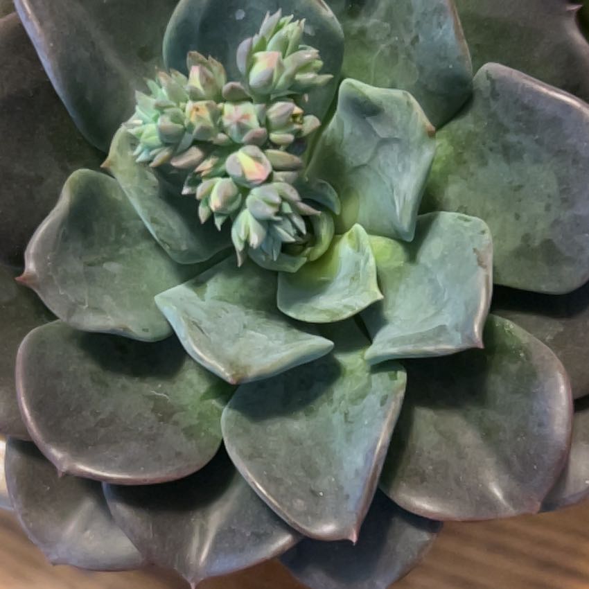 Photo of the plant species Chalk Dudleya by @YardEndive50 named Naomi on Greg, the plant care app
