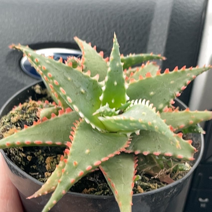 Photo of the plant species christmas carol by @NewMira9 named Luna on Greg, the plant care app