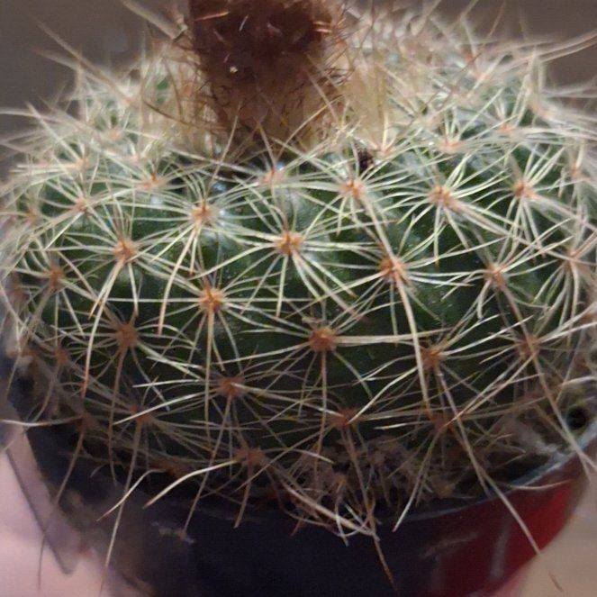 Photo of the plant species Notocactus elegans by @DearCatnip28 named Spike Leaves on Greg, the plant care app