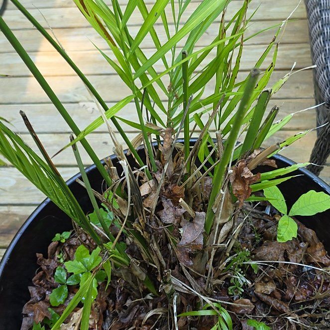 Photo of the plant species Canary Island Date Palm by @HopefulTaro53 named Bodhi on Greg, the plant care app