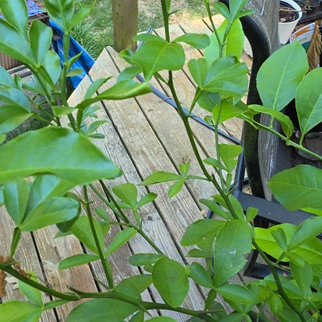 Photo of the plant species Hardy Orange by @HopefulTaro53 named Sigmund on Greg, the plant care app