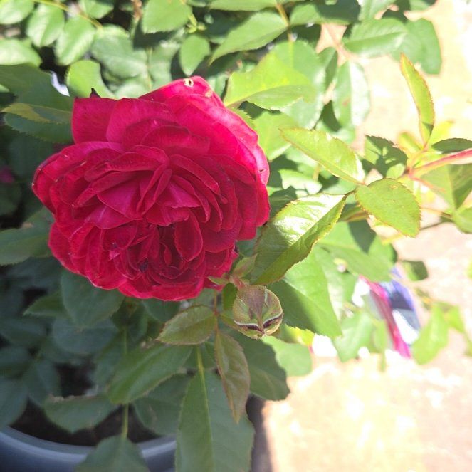 Photo of the plant species French Rose by @JovialBagpod87 named Denali on Greg, the plant care app