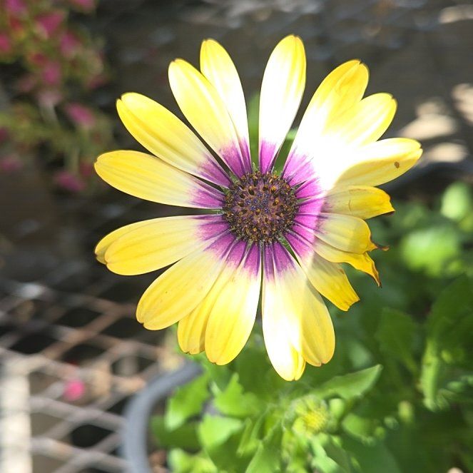 Photo of the plant species Indian Blanket by @JovialBagpod87 named Pax on Greg, the plant care app