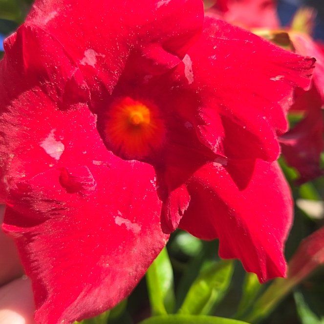 Photo of the plant species Drummond's Phlox by @JovialBagpod87 named Walt on Greg, the plant care app