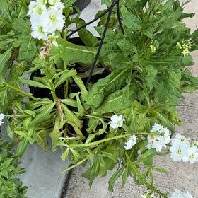 Photo of the plant species Horseradish by @BabyPokaka27 named Eva on Greg, the plant care app