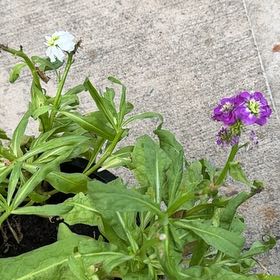 Photo of the plant species Iberis Umbellata by @BabyPokaka27 named Gregarious on Greg, the plant care app