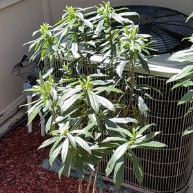 Photo of the plant species Oleander by @FabTutu5 named Tree Diddy on Greg, the plant care app