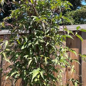 Photo of the plant species Carolina Jessamine by @FabTutu5 named Clooney on Greg, the plant care app