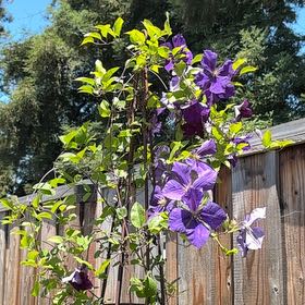 Photo of the plant species Italian Leather Flower by @FabTutu5 named Coco on Greg, the plant care app