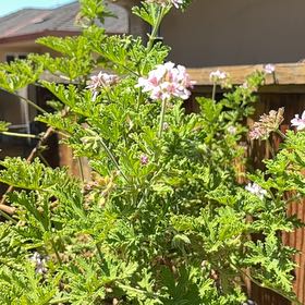 Photo of the plant species Sweet Scented Geranium by @FabTutu5 named Kobe on Greg, the plant care app