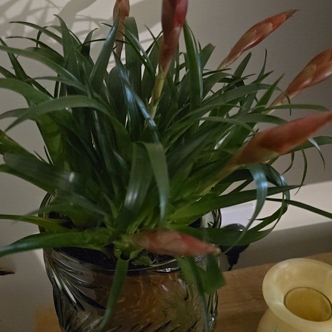 Photo of the plant species Flaming Sword by @WeightyBibi49 named Scarlett on Greg, the plant care app