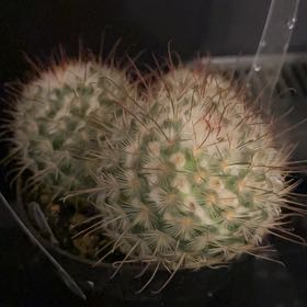 Photo of the plant species Silken Pincushion Cactus by @SupremeFuchsia3 named Pooks on Greg, the plant care app