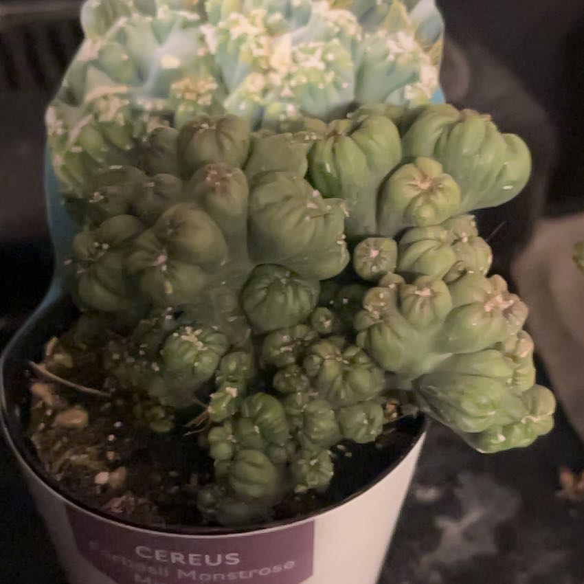 Photo of the plant species Ming Thing Cactus by @SupremeFuchsia3 named Zeong on Greg, the plant care app