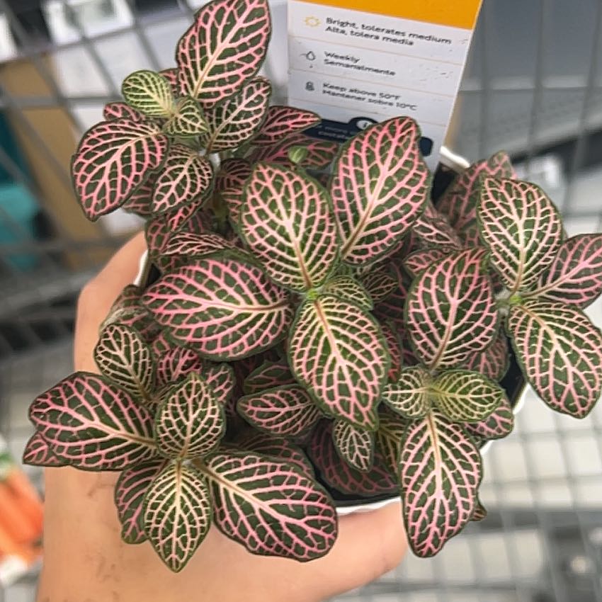 Photo of the plant species Mini Pink Fittonia by @YeahGuzmania81 named Terra on Greg, the plant care app