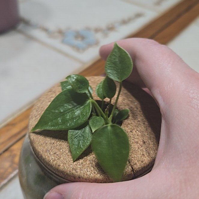 Photo of the plant species Anthurium Hybrid by @MarvelMarshfern named Shakira on Greg, the plant care app