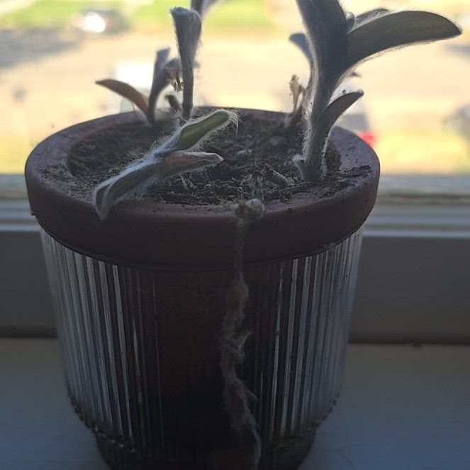 Photo of the plant species Turtle Vine 'Pink Lady' by @MarvelMarshfern named AJ on Greg, the plant care app