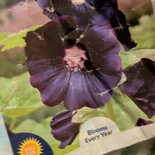 Photo of the plant species Hollyhock by @MindfulViolet7 named Willow on Greg, the plant care app