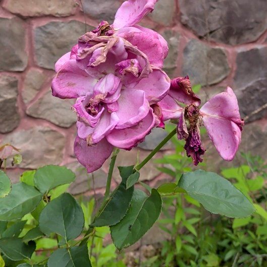Photo of the plant species French Rose by @MindfulViolet7 named Peter Parker on Greg, the plant care app
