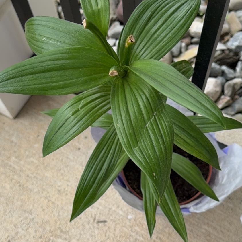 Photo of the plant species European White Hellebore by @AgileKaraka0 named Surya on Greg, the plant care app