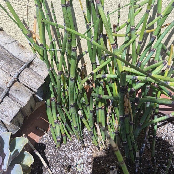 Photo of the plant species Common Scouring-Rush by @PureTawa47 named Fernie Mercury on Greg, the plant care app