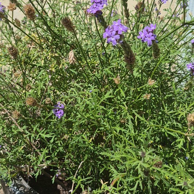Photo of the plant species Dakota Mock Vervain by @PureTawa47 named Fernie Saunders on Greg, the plant care app
