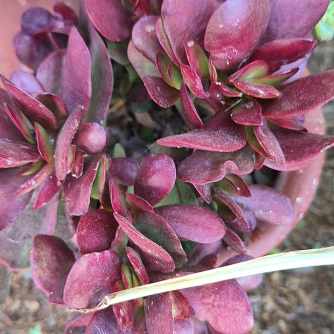 Photo of the plant species Butterfly Bush by @PureTawa47 named Ronaldo on Greg, the plant care app