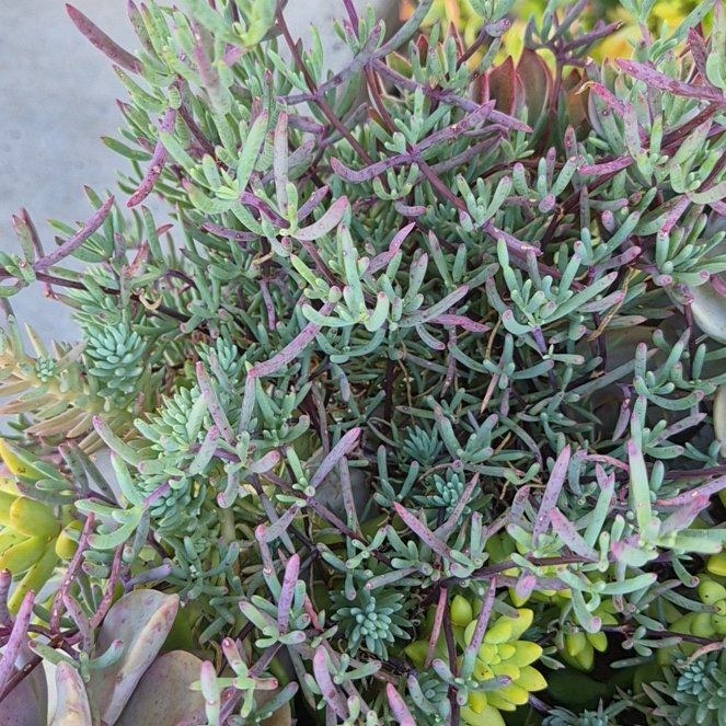 Photo of the plant species Sea Fennel by @PureTawa47 named Sage on Greg, the plant care app