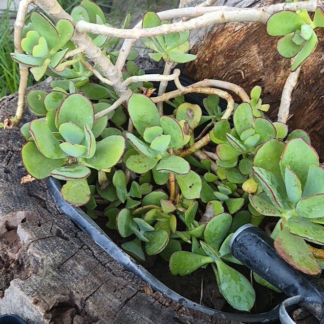 Photo of the plant species Pig's Ear by @PureTawa47 named Stella on Greg, the plant care app