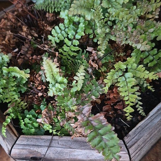 Photo of the plant species Rough Maidenhair Fern by @PureTawa47 named Baesil on Greg, the plant care app