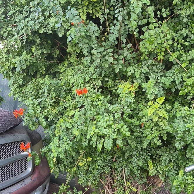 Photo of the plant species Cape Honeysuckle by @PureTawa47 named LiloStitch on Greg, the plant care app