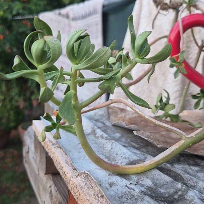 Photo of the plant species Tree Stonecrop by @PureTawa47 named Orwell on Greg, the plant care app