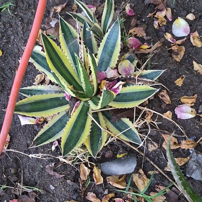 Photo of the plant species Thorn-Crested Century Plant by @PureTawa47 named Scarlett on Greg, the plant care app