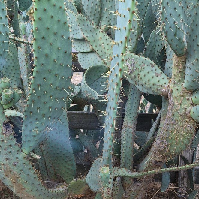 Photo of the plant species Violet Prickly Pear by @PureTawa47 named Sonora on Greg, the plant care app