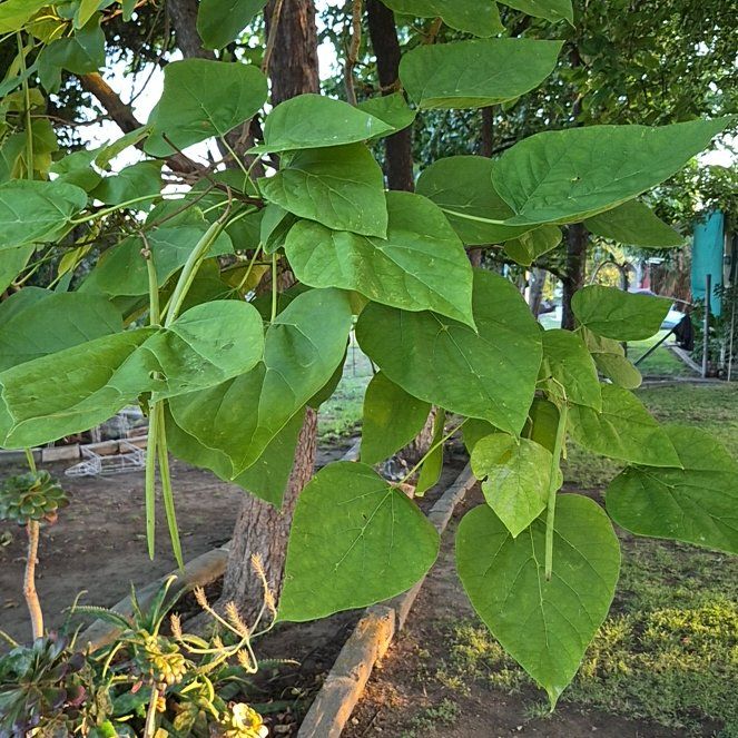 Photo of the plant species Cigar Tree by @PureTawa47 named Denali on Greg, the plant care app