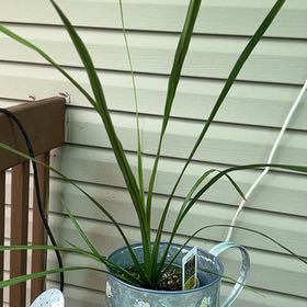 Photo of the plant species Mountain Cabbage Tree by @UberSunbright76 named James Dean on Greg, the plant care app