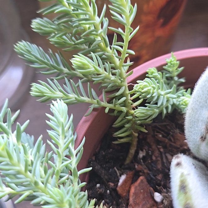 Photo of the plant species Sedum reflexum 'Blue Spruce' by @lxveme2death named Spruce on Greg, the plant care app